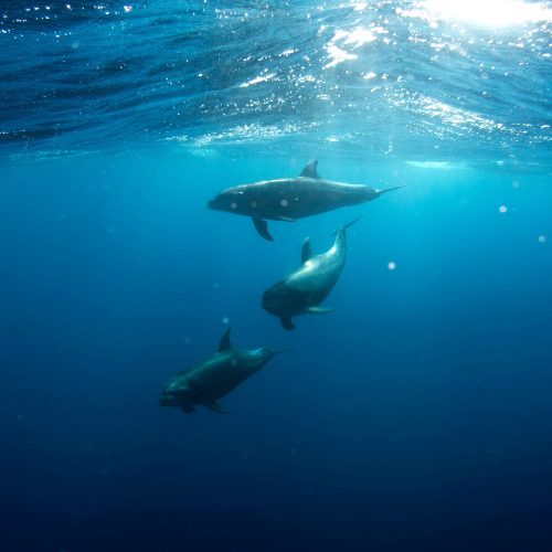 Dolphins Swimming