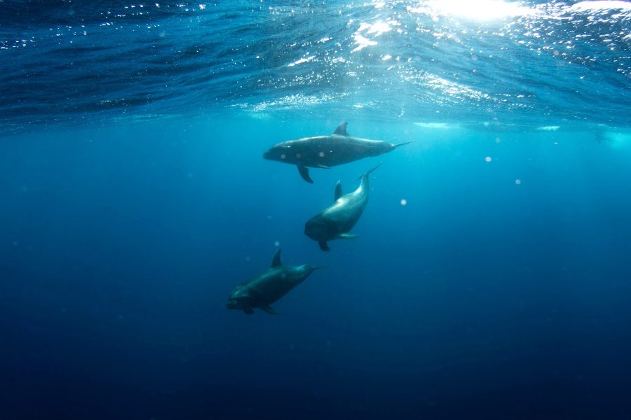 Dolphins Swimming