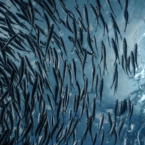 School of Fish Swimming