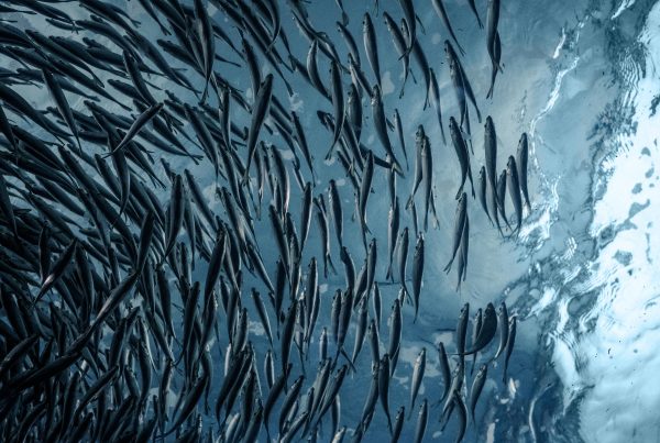 School of Fish Swimming