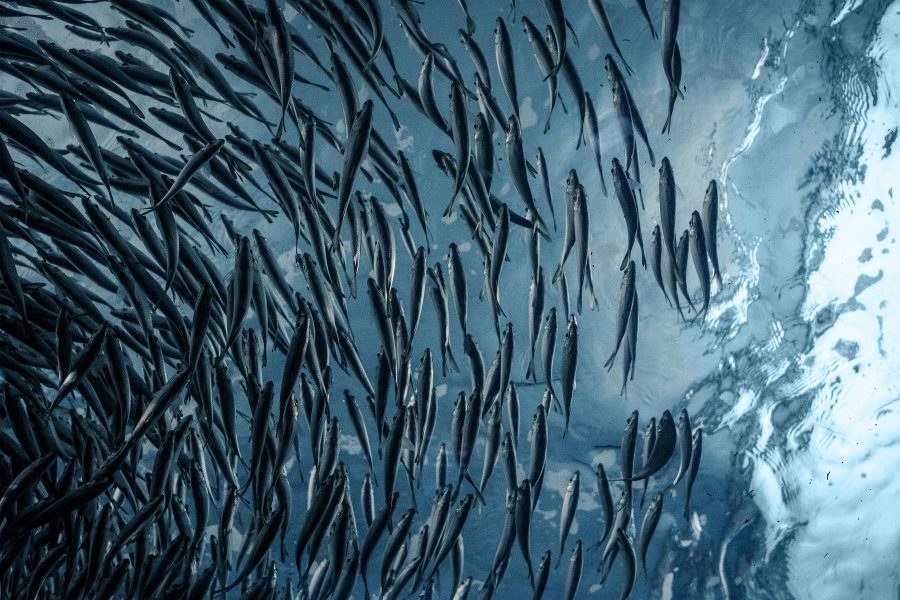 School of Fish Swimming