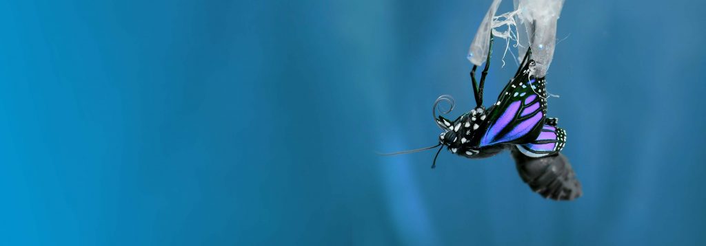 Training and Education — Everforth ECS